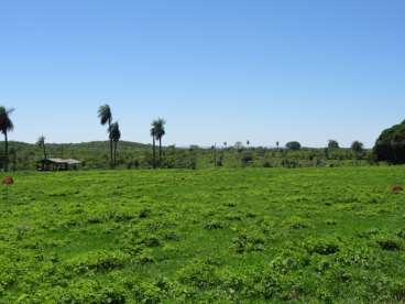 Fazenda de 2400 ha em porto murtinho ms