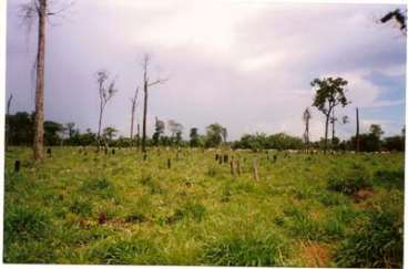 Fazenda em vale do araguaia - mt, com 32.000 hecta