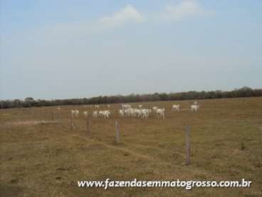 Fazenda pocone / mt 788 hectares