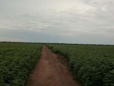 Fazenda soja 2650 ha. baixa grande do ribeiro-pi