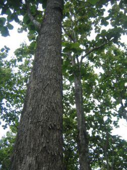 Acacia mangium - acacia australiana 500g