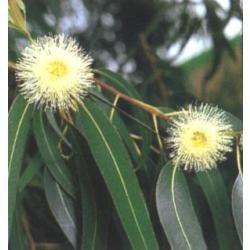 Sementes de eucalipto citriodora 100g