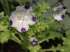 Five spots (nemophila maculata)