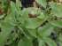 Manjericao alcacuz - (ocimum basilicum „ararat)