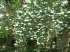 Árvore dos sinos brancos - coutarea hexandra