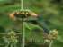 Cordao-de-frade (leonotis nepetifolia)