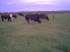 Capim vaquero pastejo de bovinos e equinos