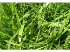 Decumbens cv basilisk - vc 50% 20kg