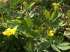 Erva andorinha - chelidonium majus