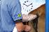 Curso de inseminacao artificial em tempo fixo em b