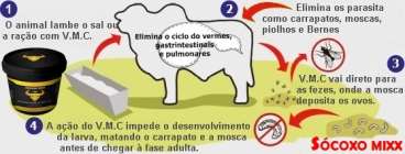 Socoxo v.m.c - vermisal + difly.