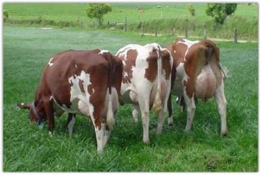 Hormonio para vacas de leite
