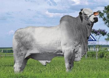 Raca: Nelore Padrao (corte) Rgd: Rima 2748 - R$60 - Agroads