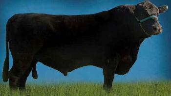 Raca: aberdeen angus (corte) rgd: hbb 111398