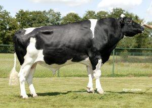 Raca: holandes preto e branco (leite) rgd: ax 117.