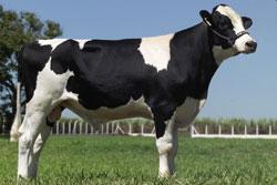 Raca: holandes preto e branco (leite) rgd: a - 118