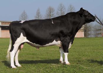 Raca: holandes preto e branco (leite) rgd: ax-117.