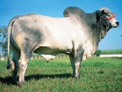 Raca: nelore mocho (corte) rgd: gira 32