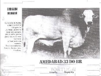 Amedabad 33 do br (sob consulta) raca: nelore padr