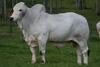 Raca: brahman (corte) rgd: brbr432