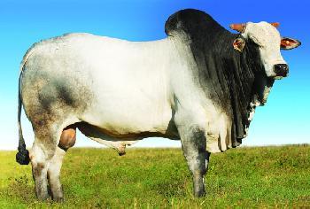 Raca: nelore padrao (corte) rgd: 713503 ega