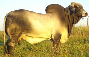 Raca: brahman (corte) rgd: mapr 10