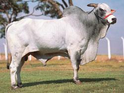 Raca: nelore padrao (corte) rgd: j 7300