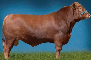 Raca: red angus (corte) rgd: hbb 108773