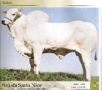 Raca: nelore padrao (corte) rgd: j 9191