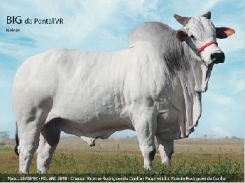 Raca: nelore padrao (corte) rgd: vrc 3898
