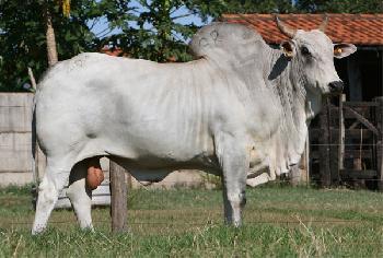 Raca: nelore padrao (corte) rgd: art 20904