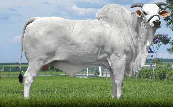 Raca: nelore padrao (corte) rgd: zebu 2851