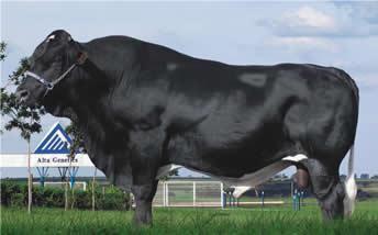 Raca: girolando (leite) rgd: 0500