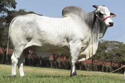 Raca: nelore padrao (corte) rgd: bio 199