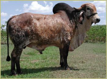Raca: gir leiteiro (leite) rgd: mdba 15