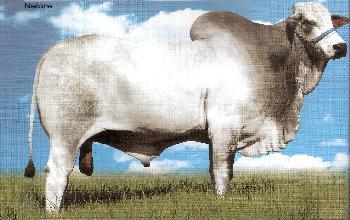 Raca: nelore padrao (corte) rgd: i 7952