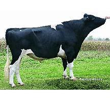 Raca: holandes preto e branco (leite) rgd: usa 130
