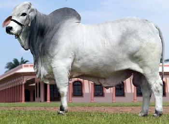 Raca: brahman (corte) rgd: lilb 55