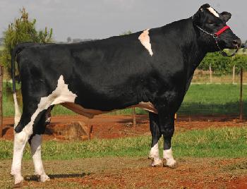 Raca: holandes preto e branco (leite) rgd: hbb/a -