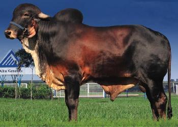 Raca: gir leiteiro (leite) rgd: cal7864