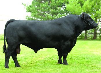 Raca: aberdeen angus (corte) rgd: 14270028