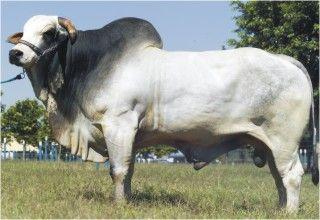 Raca: nelore padrao (corte) rgd: col a2095
