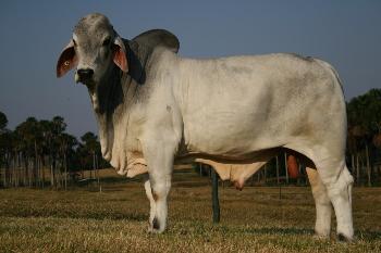 Raca: brahman (corte) rgd: 117