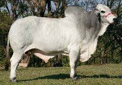 Raca: brahman (corte) rgd: brah 5