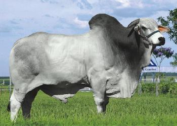 Raca: nelore padrao (corte) rgd: lbmn d417