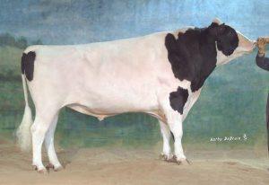 Raca: holandes preto e branco (leite) rgd: ax 115.
