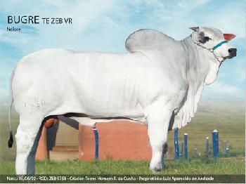Raca: nelore padrao (corte) rgd: zeb 9758