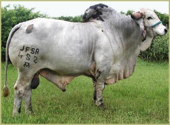 Raca: gir leiteiro (leite) rgd: jfsa 482