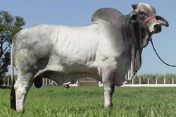 Raca: brahman (corte) rgd: cnpb 6