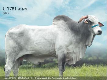 Raca: nelore padrao (corte) rgd: mana c 1781